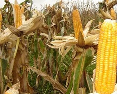 булчинска рокля царевица