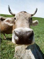cow_200