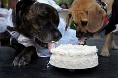 сватба кучета