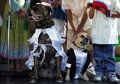 сватба кучета