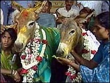 Магарешка сватба